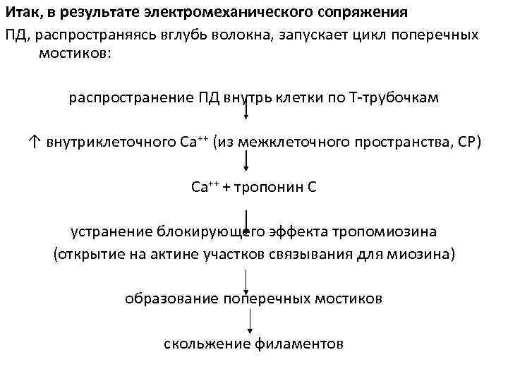 Итак, в результате электромеханического сопряжения ПД, распространяясь вглубь волокна, запускает цикл поперечных мостиков: 