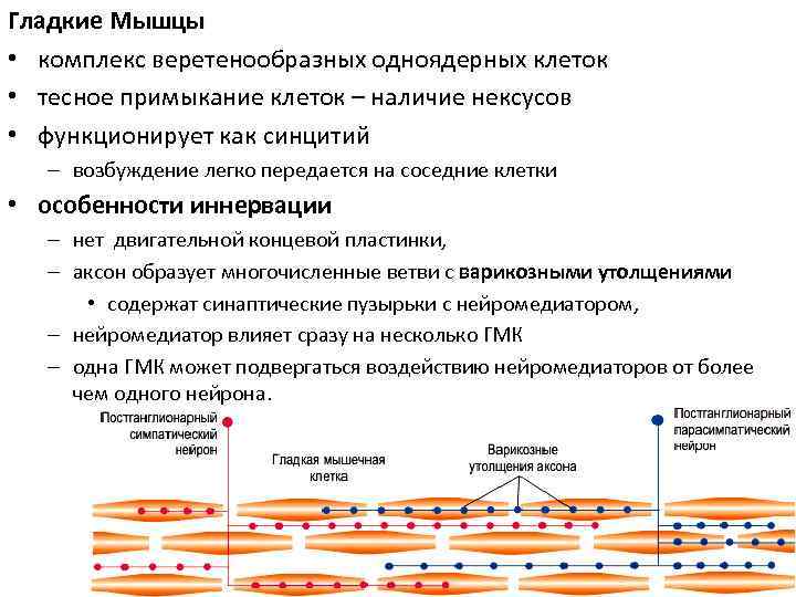 Гладкие Мышцы  • комплекс веретенообразных одноядерных клеток • тесное примыкание клеток – наличие