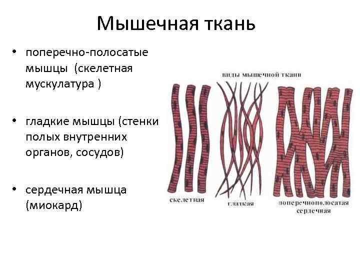    Мышечная ткань • поперечно-полосатые  мышцы (скелетная  мускулатура ) 