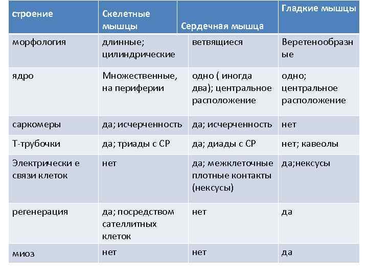       Гладкие мышцы строение   Скелетные  