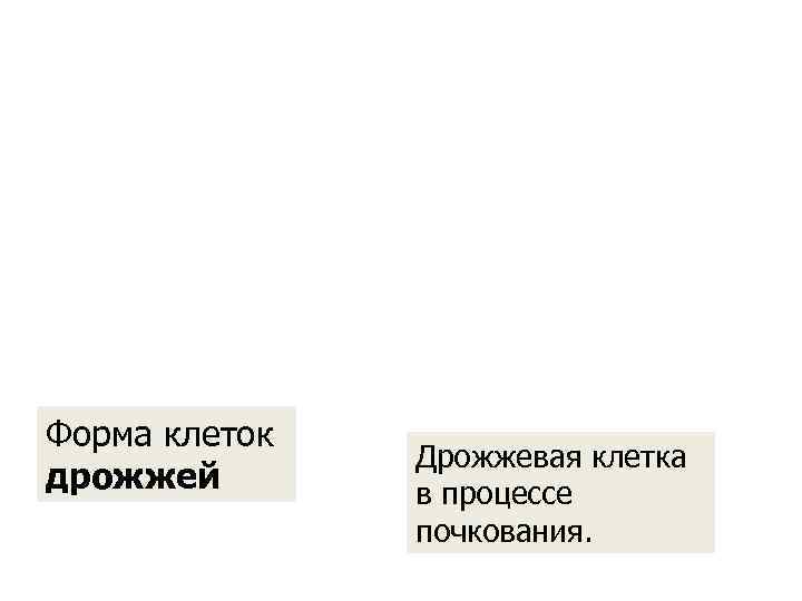 Форма клеток    Дрожжевая клетка дрожжей  в процессе   