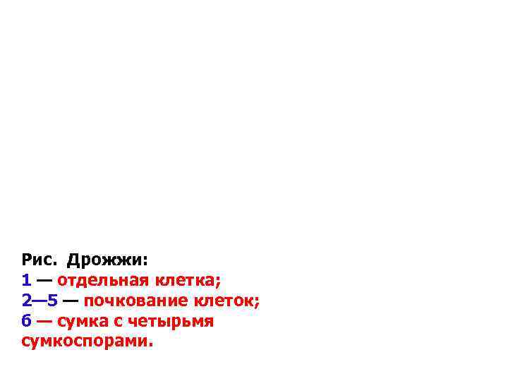 Рис. Дрожжи: 1 — отдельная клетка; 2— 5 — почкование клеток; б — сумка