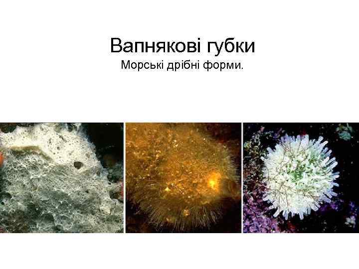 Вапнякові губки Морські дрібні форми. 