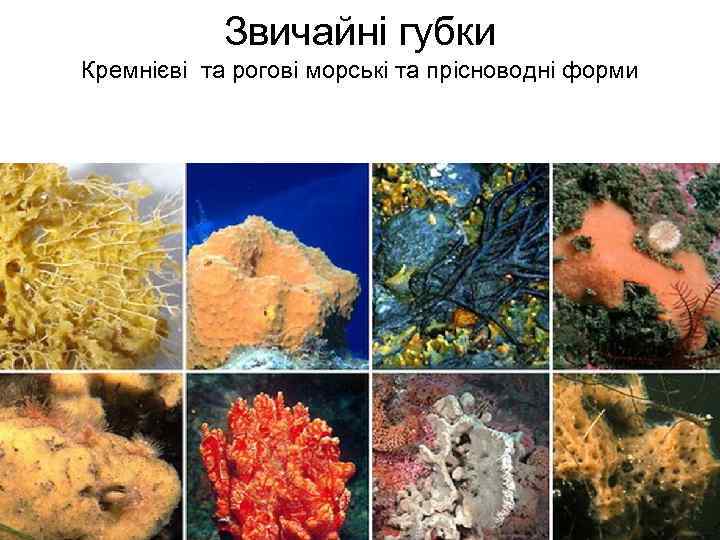  Звичайні губки Кремнієві та рогові морські та прісноводні форми 