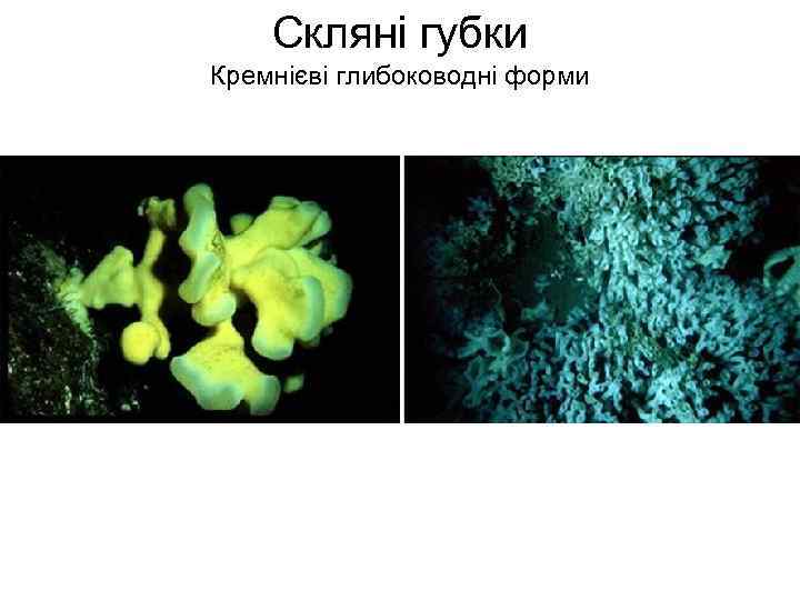   Скляні губки Кремнієві глибоководні форми 
