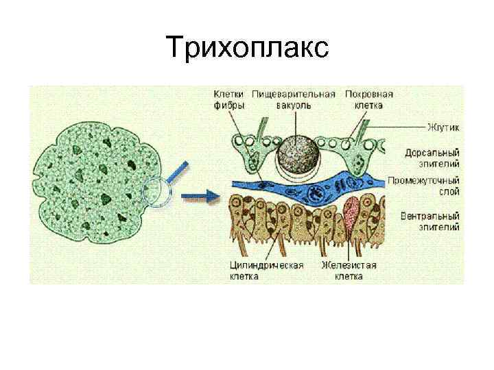 Трихоплакс для волос