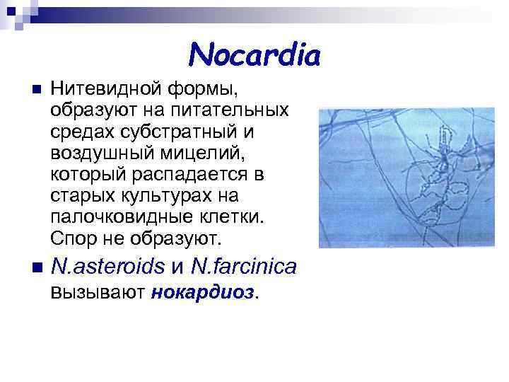 Nocardia n Нитевидной формы, образуют на питательных средах субстратный и Nocardia n Нитевидной формы, образуют на питательных средах субстратный и