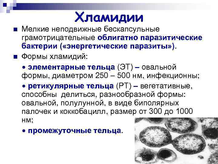 Хламидии n Мелкие неподвижные бескапсульные грамотрицательные облигатно паразитические бактерии Хламидии n Мелкие неподвижные бескапсульные грамотрицательные облигатно паразитические бактерии
