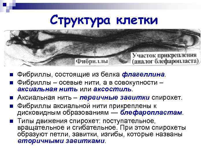 Структура клетки n Фибриллы, состоящие из белка флагеллина. n Структура клетки n Фибриллы, состоящие из белка флагеллина. n