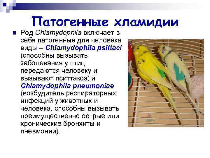 Патогенные хламидии n Род Chlamydophila включает в себя патогенные для человека Патогенные хламидии n Род Chlamydophila включает в себя патогенные для человека