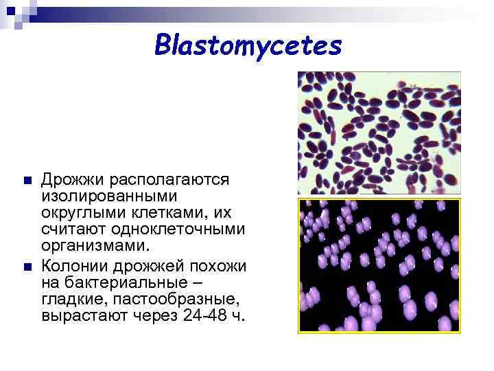 Blastomycetes n Дрожжи располагаются изолированными округлыми клетками, их считают Blastomycetes n Дрожжи располагаются изолированными округлыми клетками, их считают
