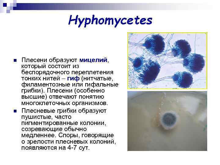 Hyphomycetes n Плесени образуют мицелий, который состоит из беспорядочного Hyphomycetes n Плесени образуют мицелий, который состоит из беспорядочного