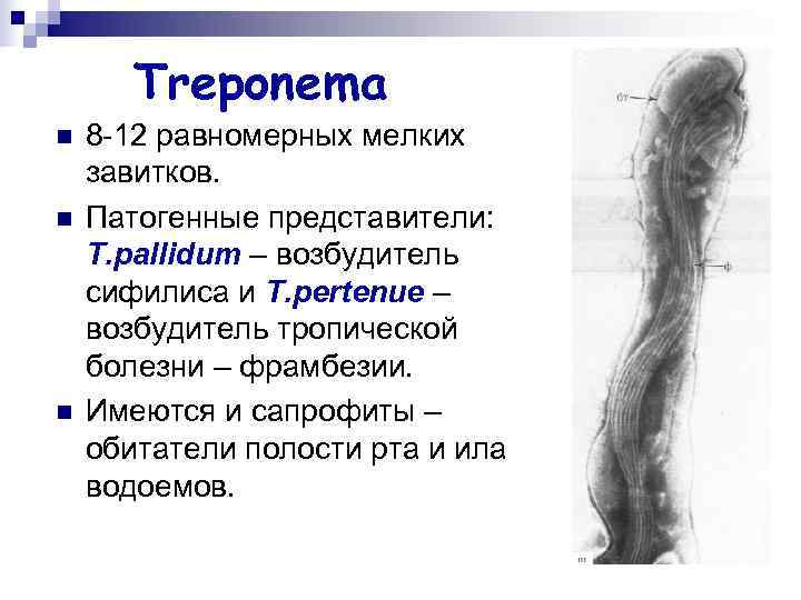 Treponema n 8 -12 равномерных мелких завитков. n Патогенные представители: Treponema n 8 -12 равномерных мелких завитков. n Патогенные представители: