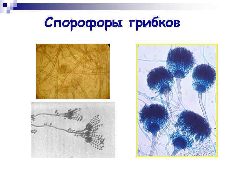 Спорофоры грибков Спорофоры грибков
