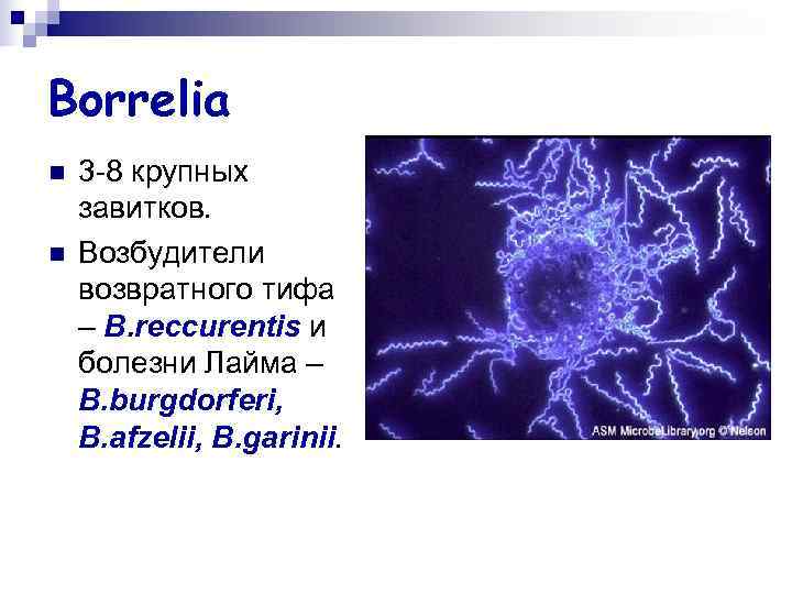 Borrelia n 3 -8 крупных завитков. n Возбудители возвратного тифа – B. Borrelia n 3 -8 крупных завитков. n Возбудители возвратного тифа – B.