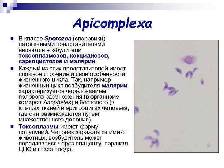 Apicomplexa n В классе Sporozoa (споровики) патогенными представителями Apicomplexa n В классе Sporozoa (споровики) патогенными представителями