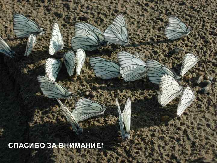 СПАСИБО ЗА ВНИМАНИЕ! СПАСИБО ЗА ВНИМАНИЕ!