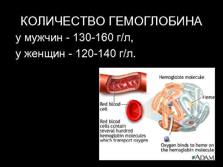 КОЛИЧЕСТВО ГЕМОГЛОБИНА у мужчин - 130 -160 г/л,  у женщин - 120 -140