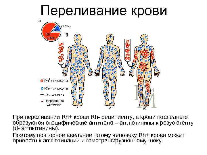 Переливание крови При переливании Rh+ крови Rh- реципиенту, в крови последнего Переливание крови При переливании Rh+ крови Rh- реципиенту, в крови последнего