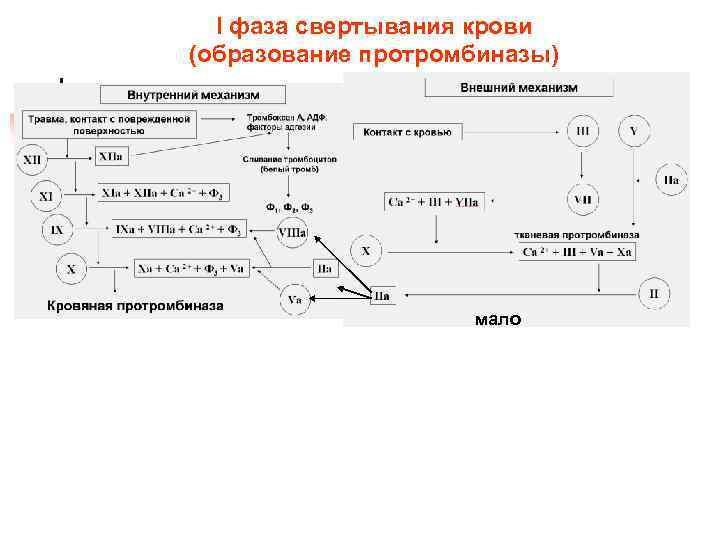  I фаза свертывания крови (образование протромбиназы)     мало 