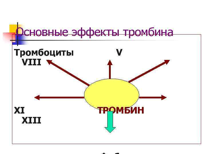 Основные эффекты тромбина Тромбоциты V VIII XI  ТРОМБИН XIII 