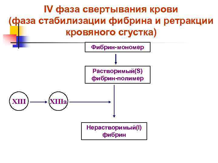   IV фаза свертывания крови (фаза стабилизации фибрина и ретракции  кровяного сгустка)