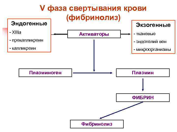     V фаза свертывания крови     (фибринолиз) Эндогенные