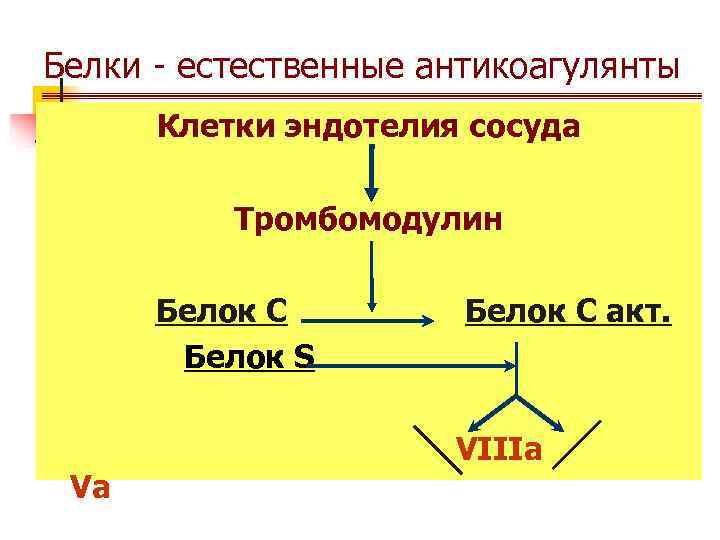 Белки - естественные антикоагулянты  Клетки эндотелия сосуда  Тромбомодулин  Белок С акт.