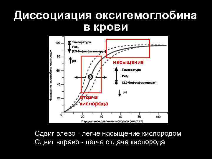 Диссоциация оксигемоглобина  в крови     насыщение    отдача