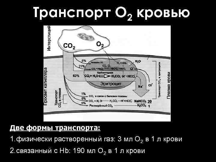 Транспорт О 2 кровью Две формы транспорта: 1. физически растворенный газ: 3 мл