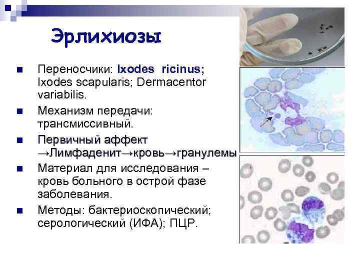  Эрлихиозы n  Переносчики: Ixodes ricinus; Ixodes scapularis; Dermacentor variabilis. n  Механизм