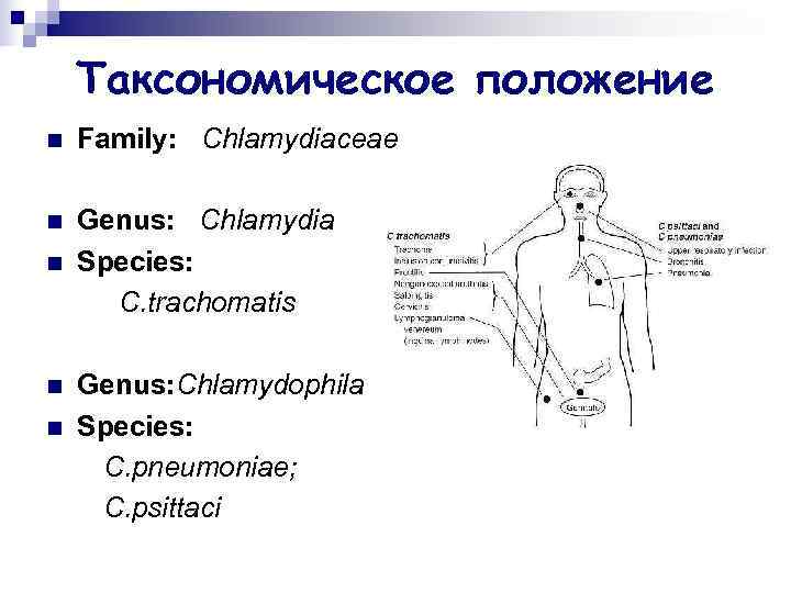   Таксономическое положение n  Family: Chlamydiaceae n  Genus: Chlamydia n 