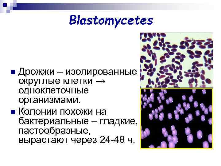   Blastomycetes  n Дрожжи – изолированные  округлые клетки →  одноклеточные