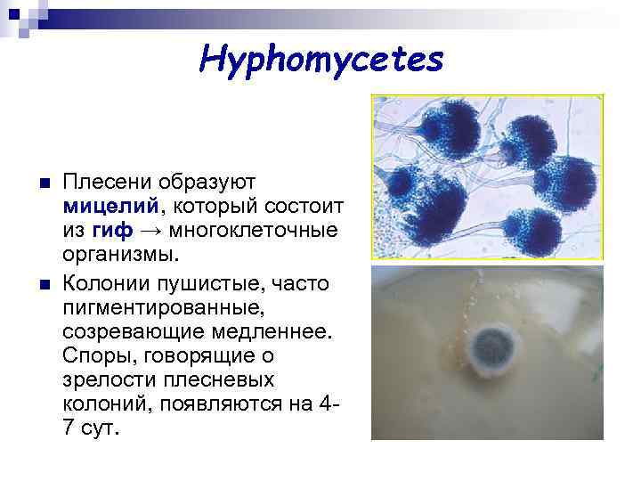     Hyphomycetes  n  Плесени образуют мицелий, который состоит из
