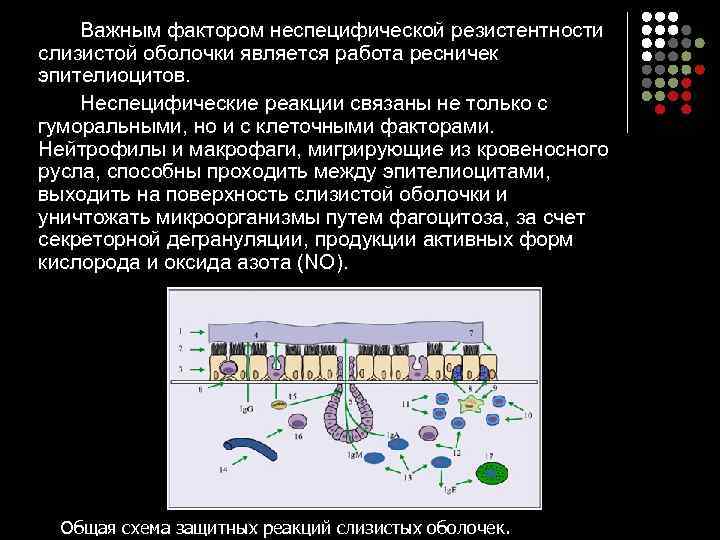   Важным фактором неспецифической резистентности слизистой оболочки является работа ресничек эпителиоцитов.  Неспецифические