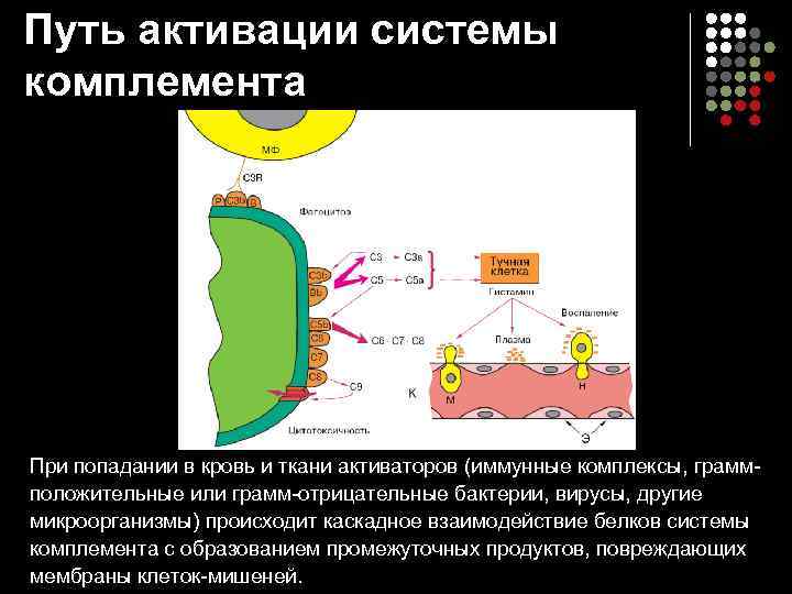 Путь активации системы комплемента При попадании в кровь и ткани активаторов (иммунные комплексы, грамм-
