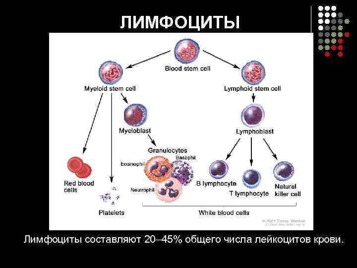    ЛИМФОЦИТЫ Лимфоциты составляют 20– 45% общего числа лейкоцитов крови.  