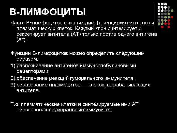 В-ЛИМФОЦИТЫ Часть В‑лимфоцитов в тканях дифференцируются в клоны  плазматических клеток. Каждый клон синтезирует