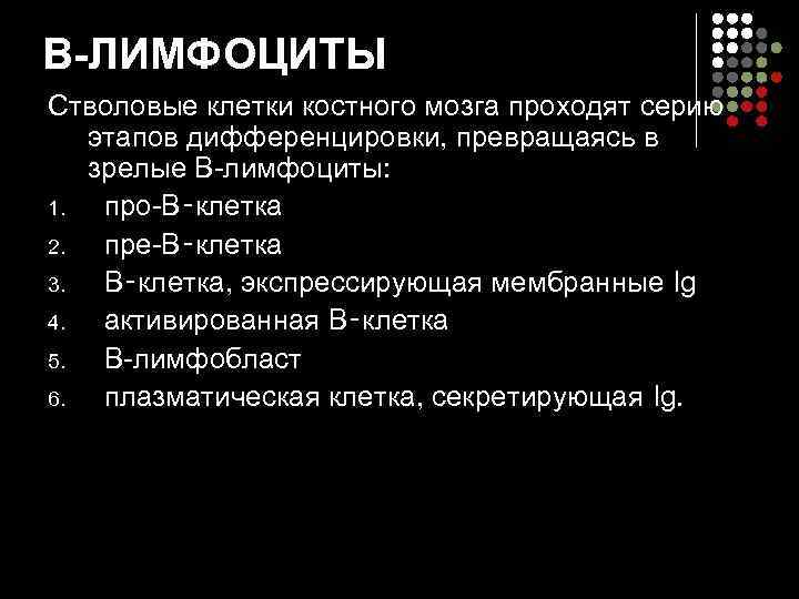 В-ЛИМФОЦИТЫ Стволовые клетки костного мозга проходят серию этапов дифференцировки, превращаясь в зрелые В-лимфоциты: 