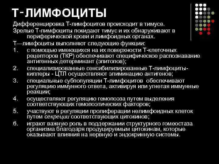 T‑ЛИМФОЦИТЫ Дифференцировка T-лимфоцитов происходит в тимусе.  Зрелые Т-лимфоциты покидают тимус и их обнаруживают
