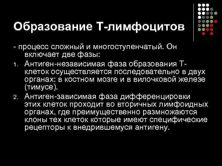 Образование Т-лимфоцитов - процесс сложный и многоступенчатый. Он включает две фазы:  1. Антиген-независимая
