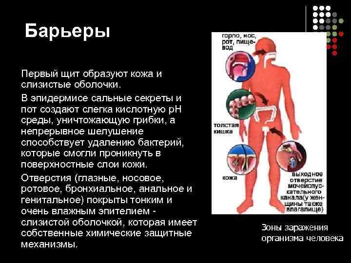 Барьеры Первый щит образуют кожа и слизистые оболочки.  В эпидермисе сальные секреты и