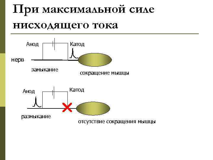 При максимальной силе нисходящего тока  Анод   Катод нерв   замыкание