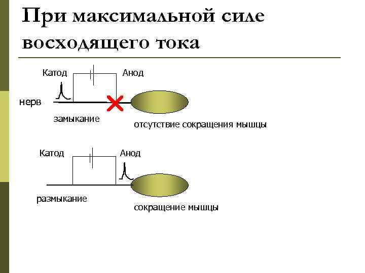При максимальной силе восходящего тока  Катод   Анод  нерв  