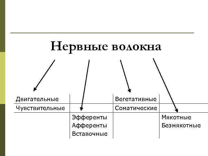    Нервные волокна  Двигательные   Вегетативные Чувствительные   