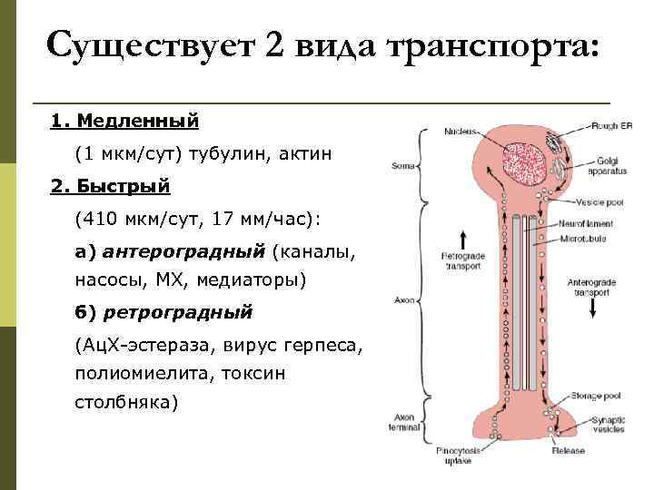 Существует 2 вида транспорта: 1. Медленный  (1 мкм/сут) тубулин, актин 2. Быстрый 