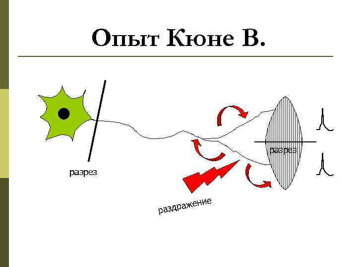   Опыт Кюне В.      разрез   