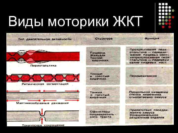 Виды моторики ЖКТ 