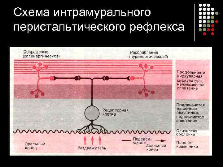Схема интрамурального перистальтического рефлекса 