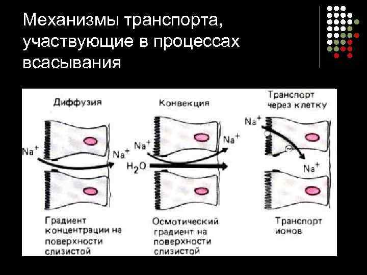 Механизмы транспорта,  участвующие в процессах всасывания 